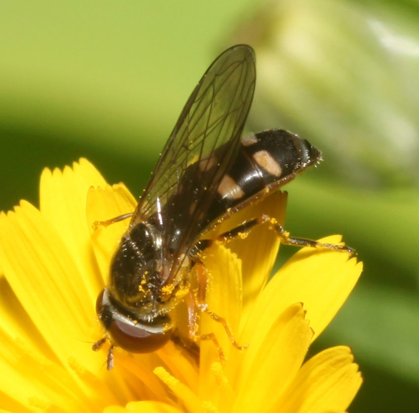 Platycheirus scutatus ♀ e ♂ (Syrphidae)